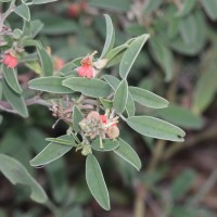 Indigofera oblongifolia Forssk.